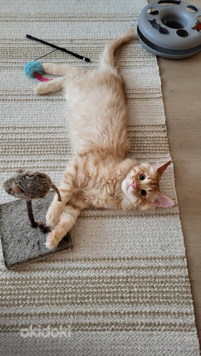 Söpöjä kissanpentuja