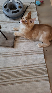 Söpöjä kissanpentuja (3 valokuva sivusta 10)