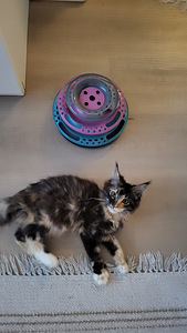 Söpöjä kissanpentuja (6 valokuva sivusta 10)