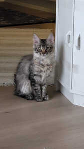 Söpöjä kissanpentuja (9 valokuva sivusta 10)