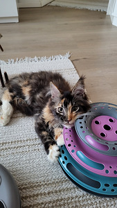 Söpöjä kissanpentuja (10 valokuva sivusta 10)