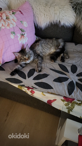 Maine Coon kissanpentuja