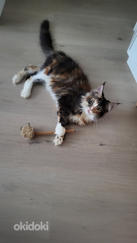 Maine Coon kissanpentuja