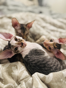 Cornish Rex kissanpennut (1 valokuva sivusta 10)