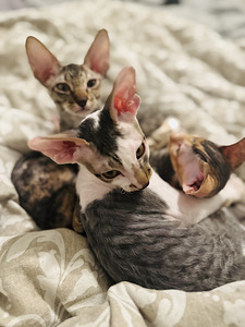 Cornish Rex kissanpennut (3 valokuva sivusta 10)