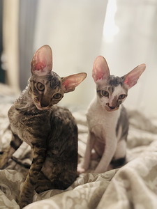 Cornish Rex kissanpennut (5 valokuva sivusta 10)