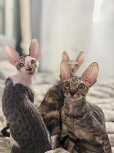 Cornish Rex kissanpennut (6 valokuva sivusta 10)