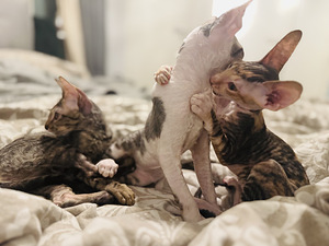 Cornish Rex kissanpennut (10 valokuva sivusta 10)