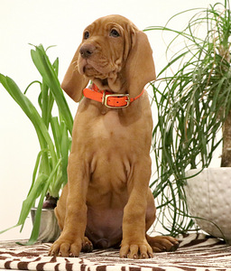 Щенки венгерской выжлы (1 фото из 4)