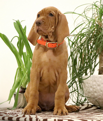 Ungāru vižlas kucēni