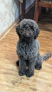 Чистокровный пудель (1 фото из 2)