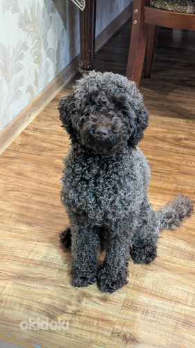 Чистокровный пудель