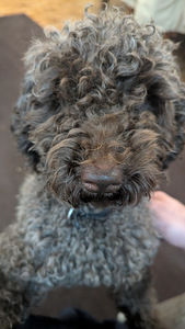 Чистокровный пудель (2 фото из 2)