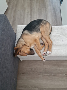 Kaksi saksanpaimenkoira-mix pentua yhdessä tai erikseen (4 valokuva sivusta 10)