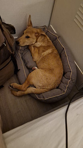 Kaksi saksanpaimenkoira-mix pentua yhdessä tai erikseen (9 valokuva sivusta 10)