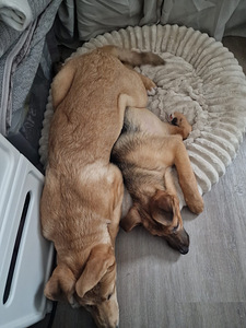 Kaksi saksanpaimenkoira-mix pentua yhdessä tai erikseen (2 valokuva sivusta 10)