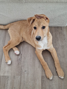 Kaksi saksanpaimenkoira-mix pentua yhdessä tai erikseen (8 valokuva sivusta 10)