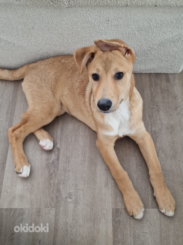 Saksanpaimenkoira-mix pentu