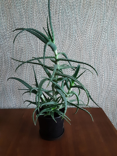 Aaloe