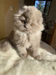 Scottish Straight ja Fold pennut (4 valokuva sivusta 10)