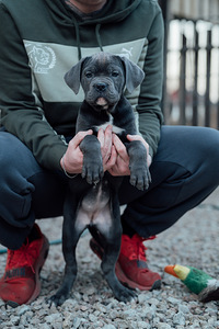 Cane Corso (2 valokuva sivusta 5)