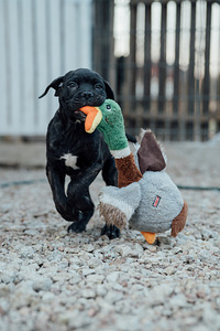 Cane Corso (4 valokuva sivusta 5)