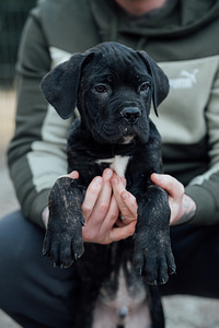 Cane Corso (5 valokuva sivusta 5)