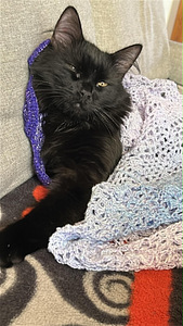 Black cat (7 valokuva sivusta 7)