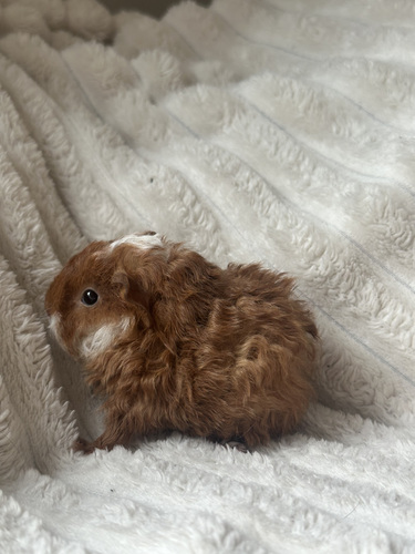 Merisiga
