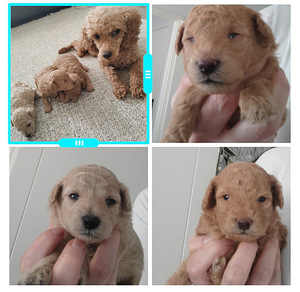 Kääpiövillakoiria (1 valokuva sivusta 1)