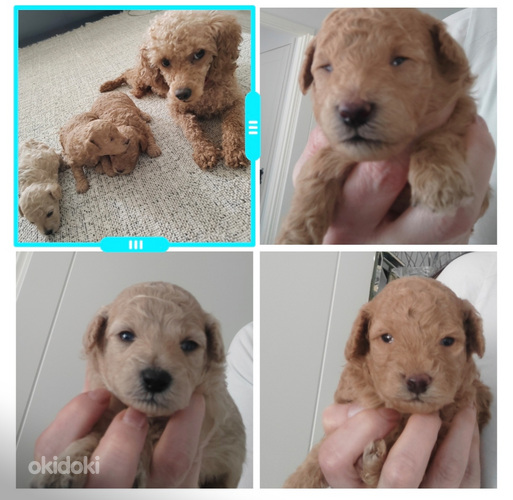 Kääpiövillakoiran pentuja ♥️