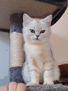 Suloinen tyttö kissanpentuja (7 valokuva sivusta 7)