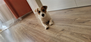 Jack Russell (1 foto / 3)