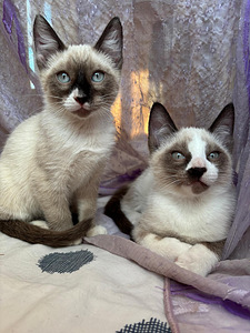 Blue point siāmas (3 foto no 5)