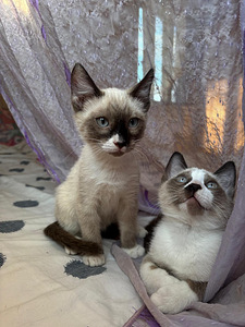 Blue point siāmas (5 foto no 5)