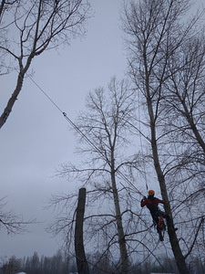 Puu eemaldamine ja pügamine, Arborist (2 foto / 7)