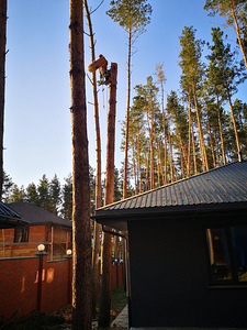 Puu eemaldamine ja pügamine, Arborist (7 foto / 7)
