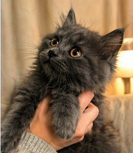 Suloinen harmaa tyttöpentu etsii rakastavaa kotia 🐾 (3 valokuva sivusta 6)