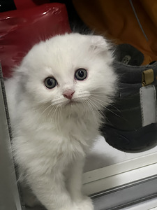 Kissanpennut (1 valokuva sivusta 4)