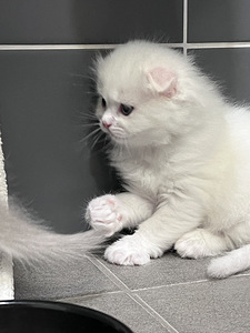 Kissanpennut (3 valokuva sivusta 4)