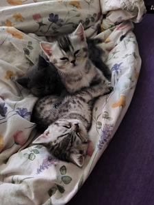 Kassipojad / Котята (3 фото из 3)