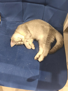 Kassipojad / Котята (3 фото из 3)