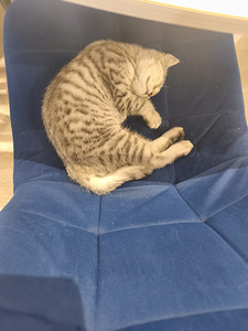Kassipojad / Котята (2 фото из 3)