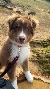 Продается щенок (1 фото из 3)