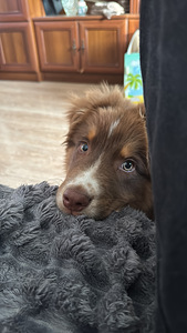 Продается щенок (2 фото из 3)