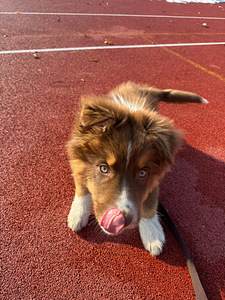 Продается щенок (3 фото из 3)