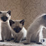 Тайские котята (фото #2)
