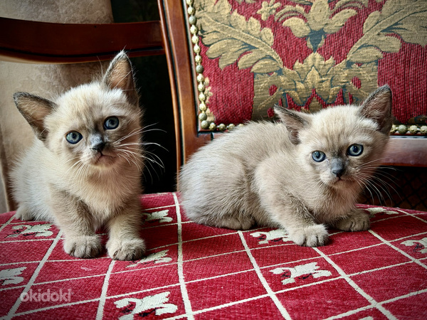 Бурма котята