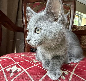 Vene sinine kassipojad (6 foto / 6)