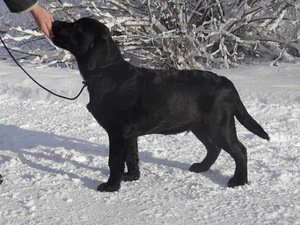 Labradori retriiver (2 foto / 9)